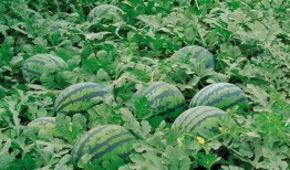 网红吃瓜群聚集地,网络社交新现象的聚集地